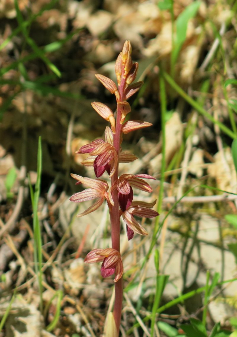 Coral Root Orchid