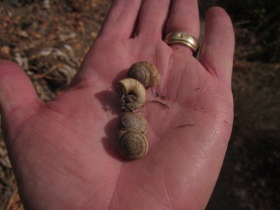 Rocky Mtn Land Snails