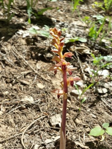 Coralroot