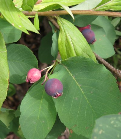 Serviceberry