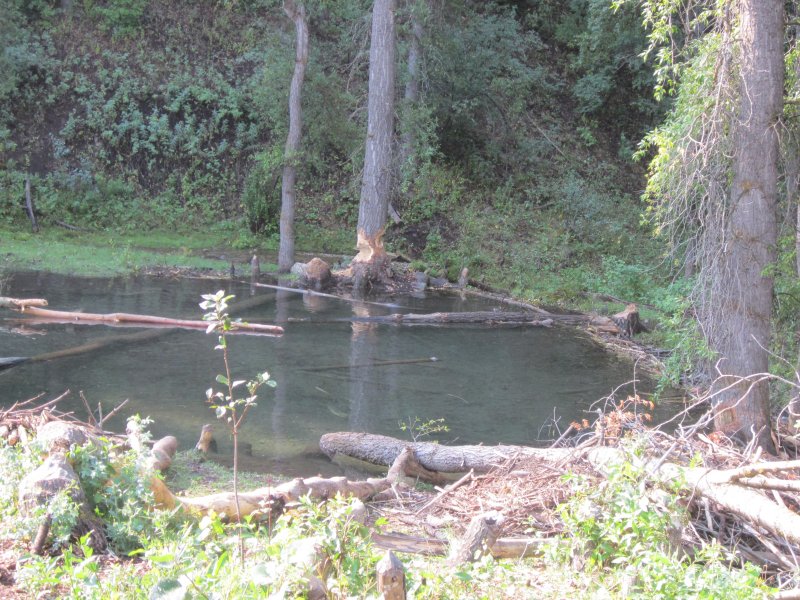 Temple Fork beaver pond