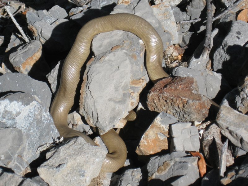 Boa snake spotted by hikers on popular hiking trail